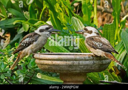 Deux Kookaburras riants australiens, Dacelo novaeguineae, perchés sur le bord d'un bain d'oiseaux de jardin sur fond de feuillage vert Banque D'Images