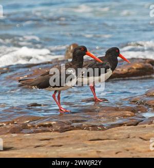 Deux Oystercatchers de pied dans une eau bleue peu profonde avec des vagues blanches moussantes à côté des rochers côtiers en Australie Banque D'Images