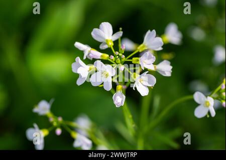 Cuckooflower ou MilkMaids au début du printemps - Cardamine Pretensis Banque D'Images