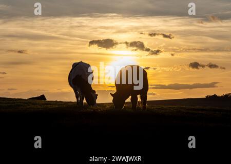 Deux vaches silhouettées contre un ciel de coucher de soleil, dans les South Downs Banque D'Images