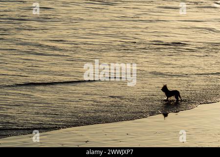 Un petit chien, en silhouette, regarde son propriétaire depuis la plage. Animal fidèle Banque D'Images