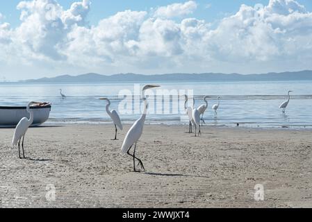 Plusieurs hérons blancs sur le bord d'une plage. Oiseau de mer à la recherche de nourriture. Banque D'Images