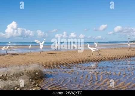 Hérons au bord d'une plage. Ciel bleu avec plusieurs nuages blancs. Seabird. Animaux sauvages. Banque D'Images