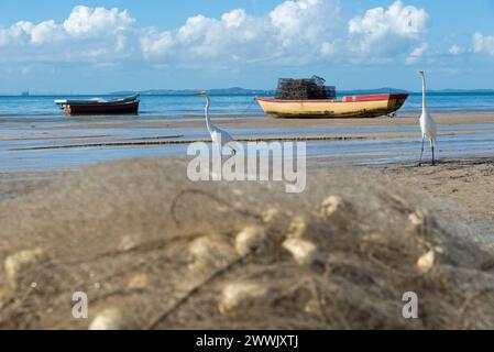 Plusieurs hérons blancs sur le bord d'une plage. Oiseau de mer à la recherche de nourriture. Banque D'Images