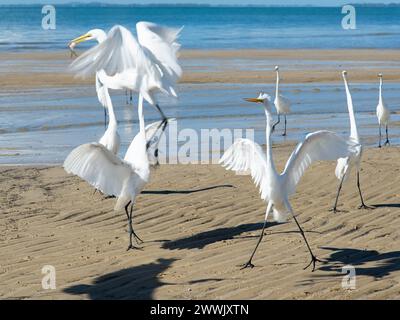 Plusieurs hérons blancs sur le bord d'une plage. Oiseau de mer à la recherche de nourriture. Banque D'Images