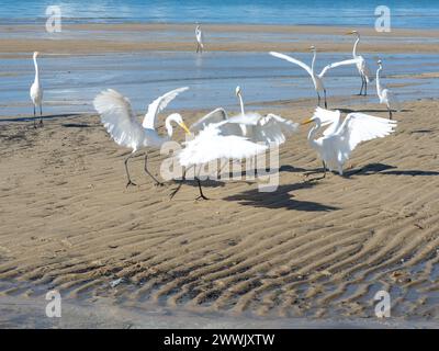 Hérons sur le bord d'une plage à la recherche de nourriture. Seabird. Animaux sauvages. Banque D'Images