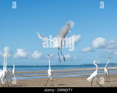 Hérons sur le bord d'une plage à la recherche de nourriture. Seabird. Animaux sauvages. Banque D'Images