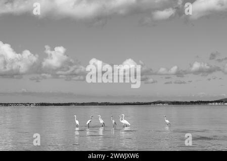 Portrait noir et blanc de hérons au bord d'une plage. Ciel bleu avec plusieurs nuages. Seabird. Animaux sauvages. Banque D'Images