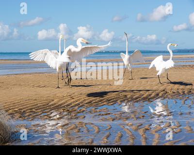 Plusieurs hérons blancs sur le bord d'une plage. Oiseau de mer à la recherche de nourriture. Banque D'Images