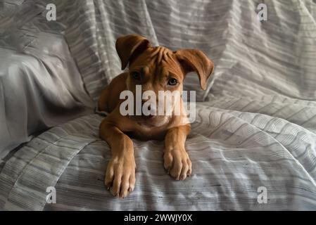 Chien Pitbull assis sur un canapé regardant la caméra. Bébé animal de compagnie de couleur caramel. Banque D'Images