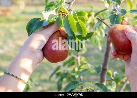 agriculteur récoltant des poires rouges d'un arbre dans le jardin. Récolte des fruits. Banque D'Images