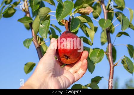 agriculteur récoltant des poires rouges d'un arbre dans le jardin. Récolte des fruits. Banque D'Images