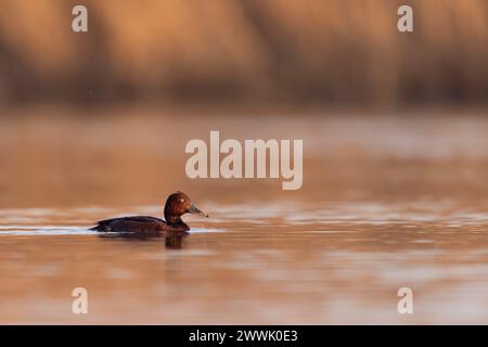 anatidae, animal, animaux, aquatique, aviaire, avifaune, aythya, aythya nyroca, belle, oiseau, oiseaux, oiseaux, observation des oiseaux, coloré, oeil blanc commun, Banque D'Images