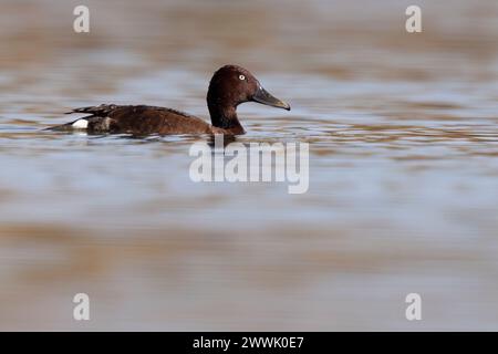 anatidae, animal, animaux, aquatique, aviaire, avifaune, aythya, aythya nyroca, belle, oiseau, oiseaux, oiseaux, observation des oiseaux, coloré, oeil blanc commun, Banque D'Images