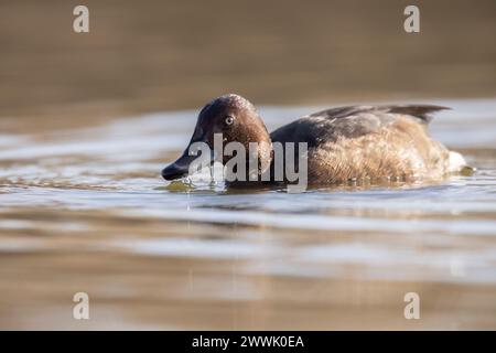 anatidae, animal, animaux, aquatique, aviaire, avifaune, aythya, aythya nyroca, belle, oiseau, oiseaux, oiseaux, observation des oiseaux, coloré, oeil blanc commun, Banque D'Images