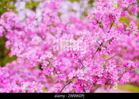 Pink Cherry Blossoms Branch, gros plan dans la magnifique branche Pink Cherry Blossoms Tree au printemps dans le parc extérieur Banque D'Images