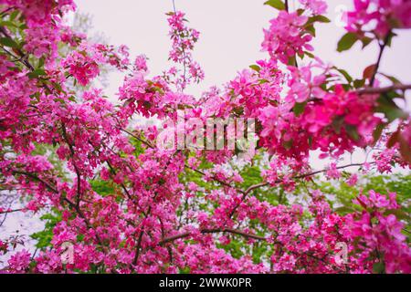 Pink Cherry Blossoms Branch, gros plan dans la magnifique branche Pink Cherry Blossoms Tree au printemps dans le parc extérieur Banque D'Images