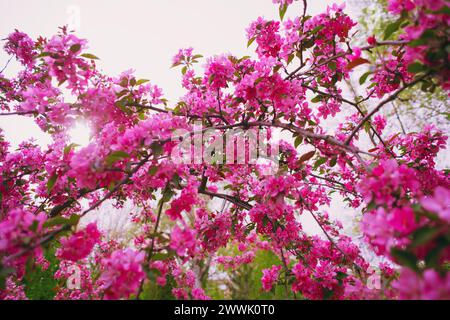 Pink Cherry Blossoms Branch, gros plan dans la magnifique branche Pink Cherry Blossoms Tree au printemps dans le parc extérieur Banque D'Images