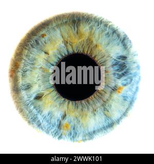 Description : photo macro de l'oeil humain sur fond blanc. Gros plan d'un œil bleu-vert féminin avec des taches jaunes. Anatomie structurelle. Iris Detai Banque D'Images