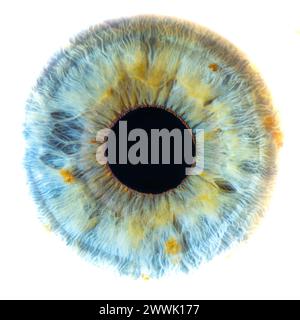 Description : photo macro de l'oeil humain sur fond blanc. Gros plan d'un œil bleu-vert féminin avec des taches jaunes. Anatomie structurelle. Iris Detai Banque D'Images