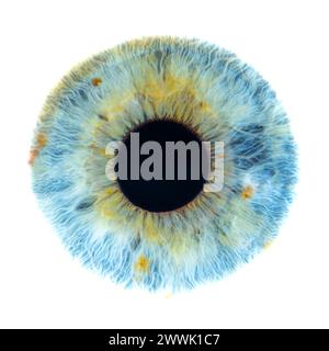 Description : photo macro de l'oeil humain sur fond blanc. Gros plan d'un œil bleu-vert féminin avec des taches jaunes. Anatomie structurelle. Iris Detai Banque D'Images