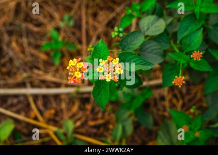 Fleurs de Lantana de l'Inde occidentale vue rapprochée, fleurs de Lantana multicolores fleurissant dans le jardin Banque D'Images