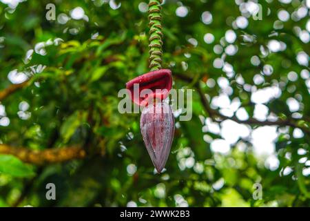 Fleur de banane rouge accrochée sur son arbre, bourgeon mâle d'un bananier, bourgeon de fleur mâle banane Banque D'Images