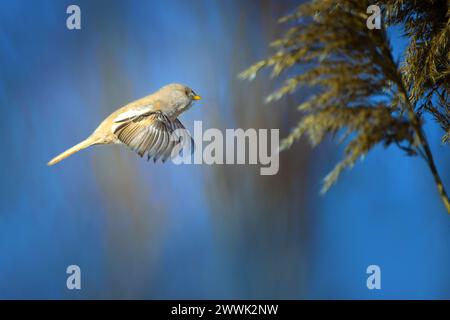 La rotule barbu - Panurus biarmicus, est un petit oiseau passereau à longue queue trouvé dans les roseaux près de l'eau dans la zone tempérée d'Eurasie. Banque D'Images