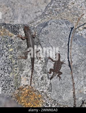 Deux lézards de clôture de l'ouest, Sceloporus occidentalis, sur des rochers le long du ruisseau Alameda à Union City, en Californie Banque D'Images