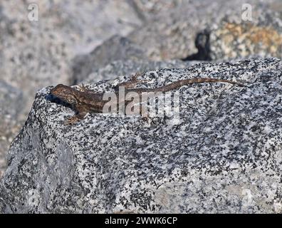 Lézard de clôture occidentale, Sceloporus occidentalis, sur des rochers le long du ruisseau Alameda à Union City, Californie Banque D'Images