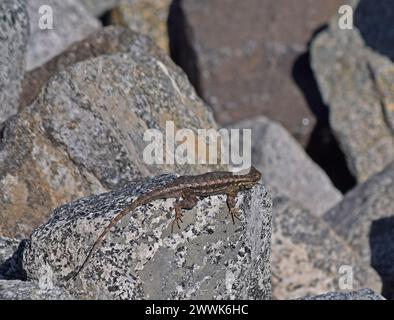 Lézard de clôture occidentale, Sceloporus occidentalis, sur des rochers le long du ruisseau Alameda à Union City, Californie Banque D'Images