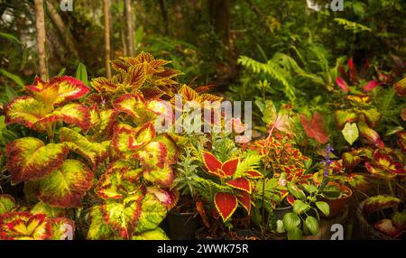 Masse de feuillage rouge et or époustouflant de coleus, Solenostemon scutellarioide à côté du feuillage vert vif d'un jardin australien. Banque D'Images