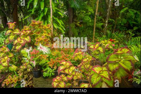 Masse de feuillage rouge et or époustouflant de coleus, Solenostemon scutellarioide à côté du feuillage vert vif d'un jardin australien. Banque D'Images