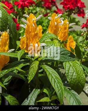 Grandes bractées jaunes dorées, fleurs blanches et feuilles vert vif d'arbuste à feuilles persistantes Pachystachys lutea, Golden Candles, dans un jardin australien Banque D'Images