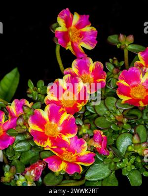 Fleurs rayées rose foncé et jaune vives et feuilles vertes de Portulaca umbraticola, série Pazzaz, une plante vivace succulente sur un fond sombre Banque D'Images