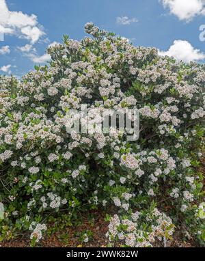 Rhaphiolepsis indica, aubépine indienne, grand et dense arbuste à feuilles persistantes recouvert de masses de fleurs blanches parfumées sous un ciel bleu en Australie Banque D'Images