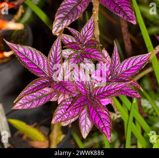 Grappe de spectaculaires feuilles violettes profondes de Strobilanthes dyerianus, plante du bouclier persan, Banque D'Images