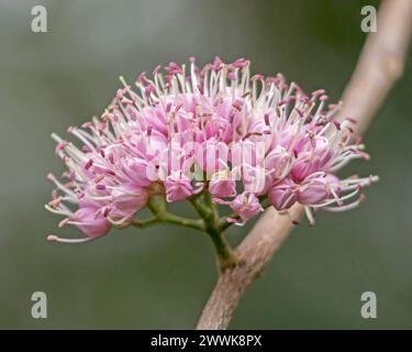 Grappe pf fleurs roses de Melicope elleryana, arbre de bois-liège indigène australien, sur fond vert clair Banque D'Images