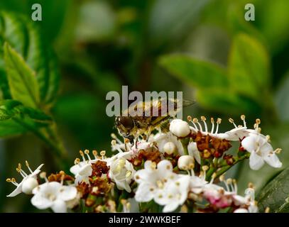 Abeille de miel sauvage, abeille collectant le pollen sur les fleurs blanches au printemps Banque D'Images
