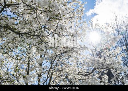 Beschreibung : Weiß blühende Bäume an einen sonnigen Frühlingstag im Stadtgarten. Konstanz, Bodensee, Bade-Württemberg, Deutschland, Europe. Banque D'Images