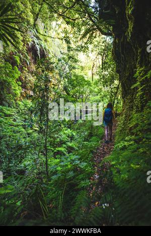 Description: Une femme touristique marche dans la forêt tropicale de Madeiran sur un sentier de randonnée surcultivé le matin. Levada de Caldeirão Verde, Île de Madère, Port Banque D'Images