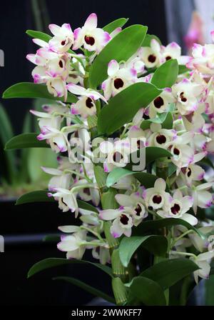 Orchidée, Dendrobium Brilliant Smile, Dendrobiinae, Orchidaceae. Dendrobium est un genre d'orchidées principalement épiphytes et lithophytes. Banque D'Images