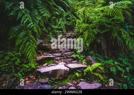 Description : fougère idyllique envahi les escaliers menant à la cascade dans la forêt tropicale de Madère. Levada de Caldeirão Verde, île de Madère, Portugal, Banque D'Images