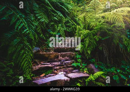 Description : fougère idyllique envahi les escaliers menant à la cascade dans la forêt tropicale de Madère. Levada de Caldeirão Verde, île de Madère, Portugal, Banque D'Images