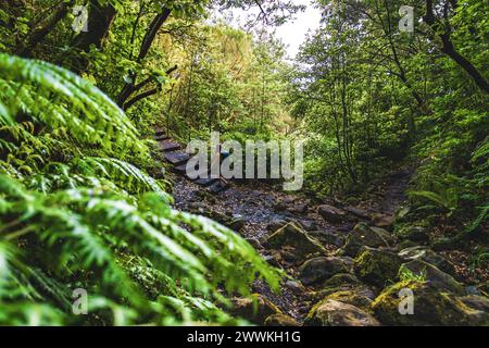 Description: Une femme de tourisme marche dans la jungle sur les escaliers sur le chemin de Levada Verde dans la matinée. Levada de Caldeirão Verde, île de Madère, po Banque D'Images