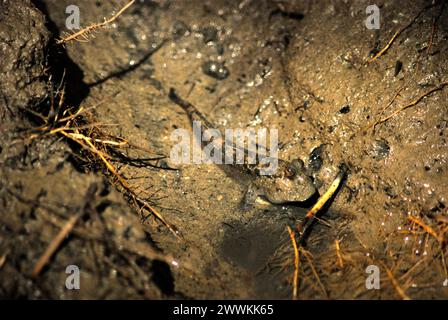 Un mudskipper est photographié alors qu'il est repéré sur la boue près de palmiers nipa sur le côté de la rivière Cigenter dans l'île Handeuleum (Handeleum), une partie du parc national Ujung Kulon à Pandeglang, Banten, Indonésie. L’Union internationale pour la conservation de la nature (UICN) conclut que la hausse des températures a conduit, entre autres, à des changements écologiques, comportementaux et physiologiques dans les espèces sauvages et la biodiversité. « En plus de l'augmentation des taux de maladies et de la dégradation des habitats, le changement climatique provoque également des changements dans les espèces elles-mêmes, qui menacent leur survie », écrivent-ils... Banque D'Images