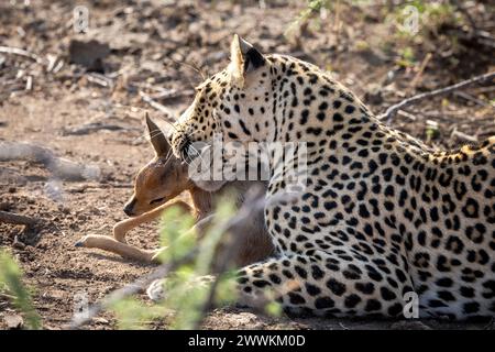 Léopard mangeant un bébé steenbok après une chasse au Botswana, en Afrique Banque D'Images