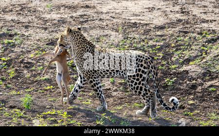 Léopard mangeant un bébé steenbok après une chasse au Botswana, en Afrique Banque D'Images