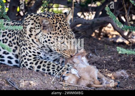 Léopard mangeant un bébé steenbok après une chasse au Botswana, en Afrique Banque D'Images