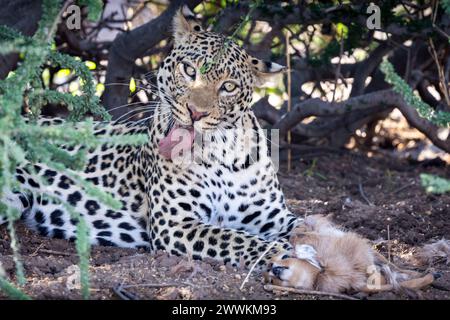 Léopard mangeant un bébé steenbok après une chasse au Botswana, en Afrique Banque D'Images